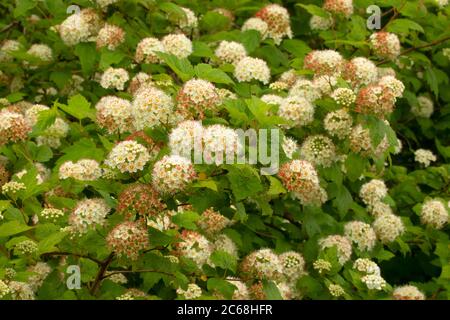 Ninebark (Physocarpus) in Bloom, Aumsville Ponds Park, Marion County, Oregon Stockfoto