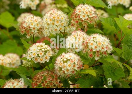 Ninebark (Physocarpus) in Bloom, Aumsville Ponds Park, Marion County, Oregon Stockfoto