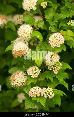 Ninebark (Physocarpus) in Bloom, Aumsville Ponds Park, Marion County, Oregon Stockfoto