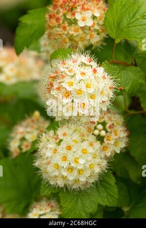 Ninebark (Physocarpus) in Bloom, Aumsville Ponds Park, Marion County, Oregon Stockfoto