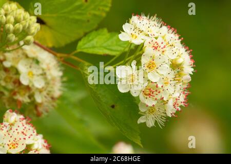 Ninebark (Physocarpus) in Bloom, Aumsville Ponds Park, Marion County, Oregon Stockfoto