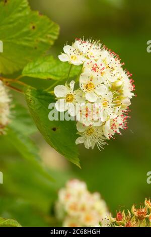 Ninebark (Physocarpus) in Bloom, Aumsville Ponds Park, Marion County, Oregon Stockfoto