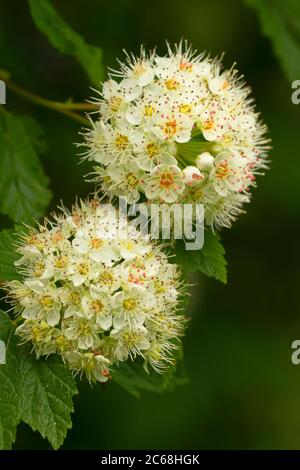 Ninebark (Physocarpus) in Bloom, Aumsville Ponds Park, Marion County, Oregon Stockfoto