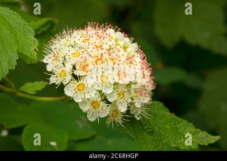 Ninebark (Physocarpus) in Bloom, Aumsville Ponds Park, Marion County, Oregon Stockfoto