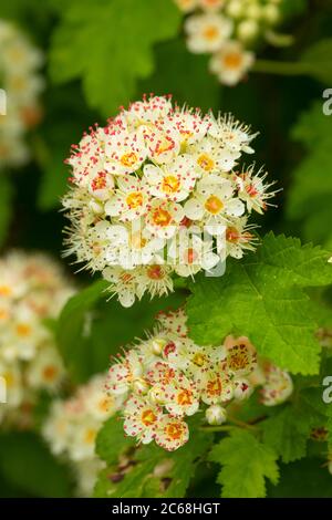 Ninebark (Physocarpus) in Bloom, Aumsville Ponds Park, Marion County, Oregon Stockfoto