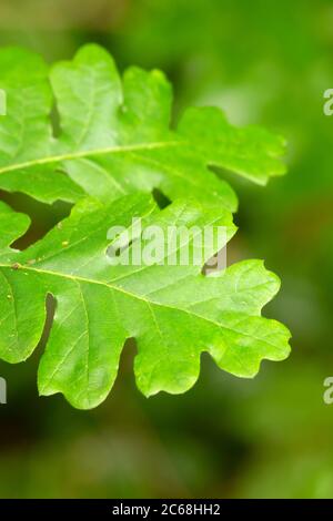 Oregon weiße Eiche (Quercus garryana) Blätter, Aumsville Ponds Park, Marion County, Oregon Stockfoto