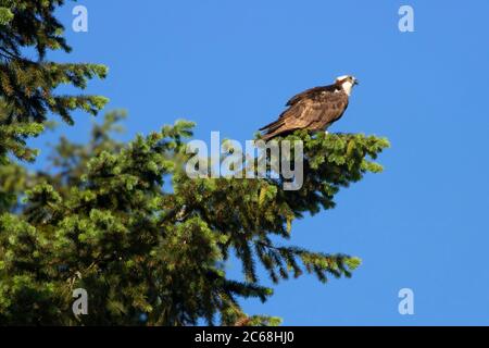 Osprey (Pandion haliaetus), Silverton Marine Park & Reservoir, Oregon Stockfoto