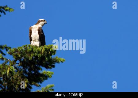 Osprey (Pandion haliaetus), Silverton Marine Park & Reservoir, Oregon Stockfoto