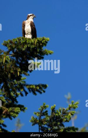 Osprey (Pandion haliaetus), Silverton Marine Park & Reservoir, Oregon Stockfoto