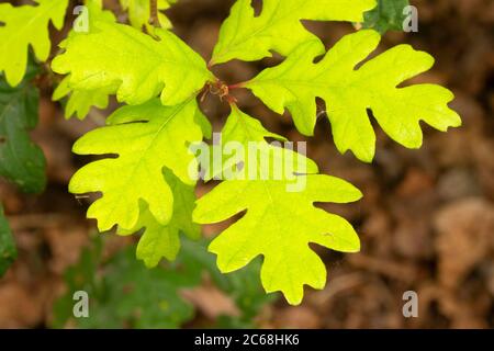 Oregon Oak (Quercus garryana) Blätter, Willow Lake Abwasser Verschmutzung Control Facility, Keizer, Oregon Stockfoto