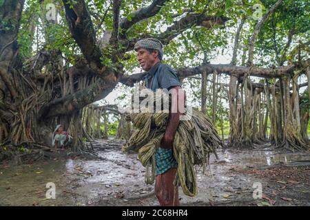 Dhaka, Bangladesch. Juli 2020. Der bangladeschische Bauer trägt am 06. Juli 2020 in Dhamrai am Stadtrand von Dhaka frisch geernteten Jute.Jute, auch bekannt als die goldene Faser von Bangladesch, spielt eine wichtige Rolle in der nationalen Wirtschaft. Achtzig Prozent der weltweit hochwertigen Jute wächst in Bangladesch. Jute wird bei der Herstellung von Tuch, Schal, Seilen, Teppich-Trägertuch, Büchsenbeutel und viele andere nützliche Gegenstände verwendet. Jute-Beutel sind sehr gut geeignet für das Verpacken von Lebensmittelkörnern. Kredit: SOPA Images Limited/Alamy Live Nachrichten Stockfoto