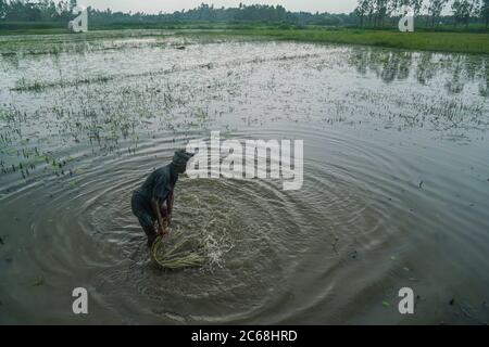 Dhaka, Bangladesch. Juli 2020. Bangladeschische Bauern sammeln am 06. Juli 2020 in Dhamrai am Stadtrand von Dhaka Jute, auch bekannt als die goldene Faser von Bangladesch, spielt eine wichtige Rolle in der Volkswirtschaft. Achtzig Prozent der weltweit hochwertigen Jute wächst in Bangladesch. Jute wird bei der Herstellung von Tuch, Schal, Seilen, Teppich-Trägertuch, Büchsenbeutel und viele andere nützliche Gegenstände verwendet. Jute-Beutel sind sehr gut geeignet für das Verpacken von Lebensmittelkörnern. Kredit: SOPA Images Limited/Alamy Live Nachrichten Stockfoto