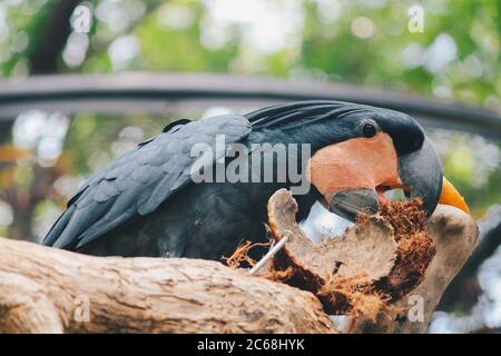 Palmkakadu (Probosciger aterrimus), der Kokosnuss frisst. Dunkler Papagei im grünen Wald Lebensraum. Großer grauer Vogel auch als Goliath Kakadu bekannt. Stockfoto