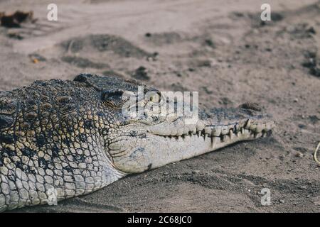 Salzwasserkrokodil (Crocodylus porosus) oder Salzwasserkrokodil oder Indo Australian Krokodil oder man-eater Krokodil. Sonnenbaden am Sumpf. Stockfoto