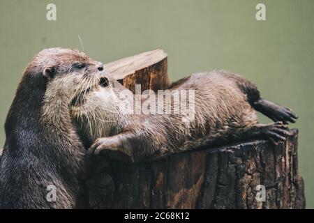 Orientalischer Kleinklatschotter (Amblonyx cinereus), auch bekannt als asiatischer Kleinklatschotter, der mit ihrer Gruppe zusammen steht. Stockfoto