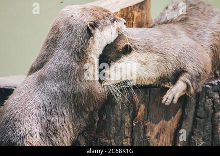 Orientalischer Kleinklatschotter (Amblonyx cinereus), auch bekannt als asiatischer Kleinklatschotter, der mit ihrer Gruppe zusammen steht. Stockfoto