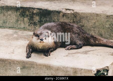 Orientalischer Kleinklatschotter (Amblonyx cinereus), auch bekannt als asiatischer Kleinklatschotter, der mit ihrer Gruppe zusammen steht. Stockfoto