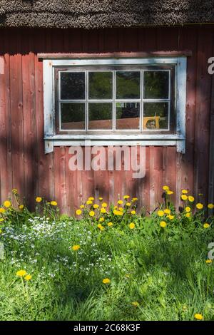 Altes Fenster auf der Scheune mit Blumen auf dem Boden Stockfoto