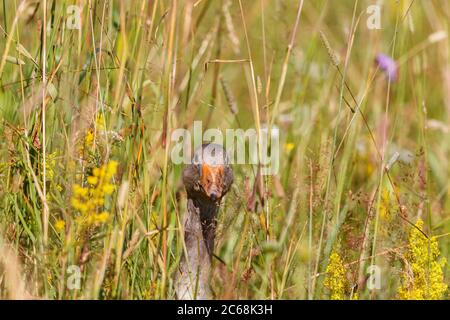 Graugans im Gras und Blick auf die Kamera Stockfoto