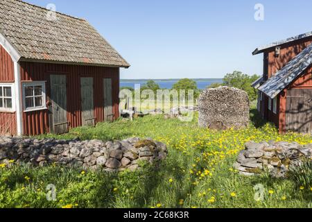 Blühenden Löwenzahn im verwilderten Garten auf dem Bauernhof Stockfoto