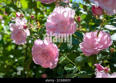 Rosa Rosen in einem englischen Garten im Sommer Stockfoto