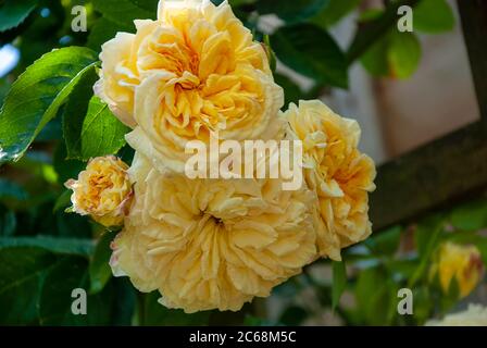 Gelbe Rosen im Garten an einem Sommertag Stockfoto