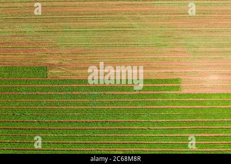 Reihen von grünen Bohnen vor und nach der Ernte in einem Feld. Stockfoto