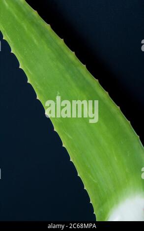 Ein Schuss von grünem Aloe Vera Blatt. Die meisten Menschen sind mit den Vorteilen von Aloe Vera Gel vertraut. Stockfoto