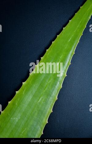 Ein Schuss von grünem Aloe Vera Blatt. Die meisten Menschen sind mit den Vorteilen von Aloe Vera Gel vertraut. Stockfoto