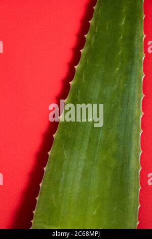 Ein Schuss von grünem Aloe Vera Blatt. Die meisten Menschen sind mit den Vorteilen von Aloe Vera Gel vertraut. Stockfoto