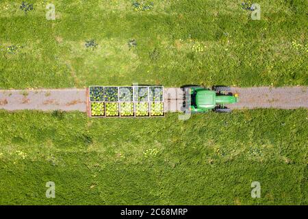 Paletten von reifen Wassermelonen auf einem Traktor-Anhänger geladen, Top down Luftbild. Stockfoto