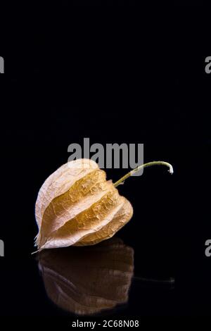 cape Stachelwaren, blüht und getrocknete Blätter innen und um eine Keramikschale. Stockfoto