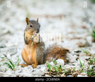Süßes kleines Ostfuchshörnchen (Sciurus niger), das Gras im Garten frisst Stockfoto