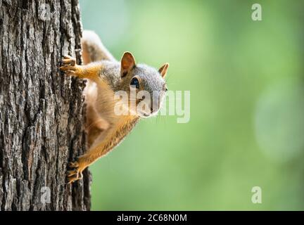 Niedliches kleines Ostfuchshörnchen (Sciurus niger), das hinter einem Baumstamm herausguckt. Natürlicher grüner Hintergrund mit Kopierbereich. Stockfoto
