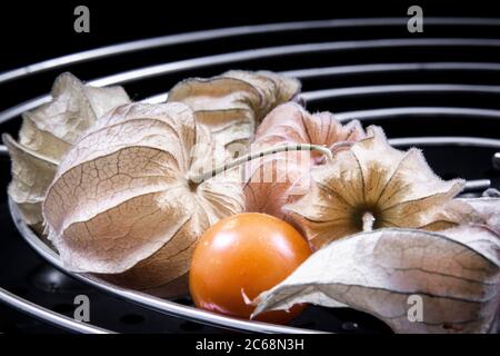 cape Stachelwaren, blüht und getrocknete Blätter innen und um eine Keramikschale. Stockfoto