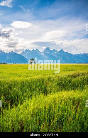 Die Ranch vor dem Grand Teton Berg, an einem bewölkten Tag, Sommerzeit. Stockfoto