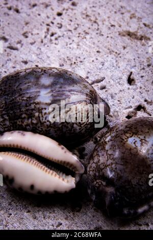 Erstaunliche Schwarz-Weiß-Fotografie von einzigartigen Austern auf einer schwarzen Oberfläche. Stockfoto