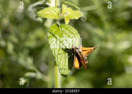 Großer Skipper Schmetterling (Ochlodes venatus) ruht auf einem Blatt in der Sommersonne Stockfoto