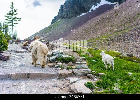 Zwei wilde Bergziegen im Glacier National Park, Montana. Stockfoto
