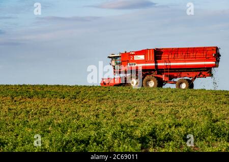 PEA Ernte Bawdsey Suffolk England Stockfoto