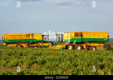 PEA Harvesters, Bawdsey, Suffolk, England. Stockfoto