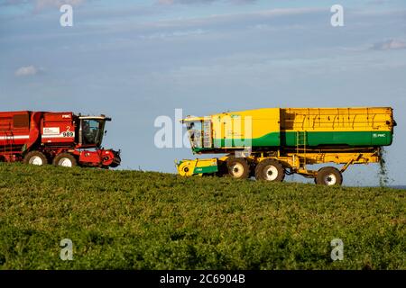 PEA Ernte Bawdsey Suffolk England Stockfoto