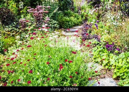 Ein Gartenweg zwischen Strauch und krautigen Grenzen in einem englischen Landgarten. Stockfoto