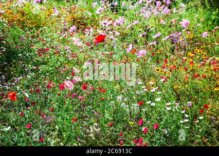 Ein Wildblumenwiesengebiet in einem englischen Landgarten. Stockfoto