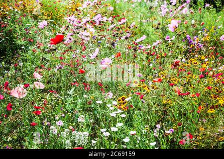 Ein Wildblumenwiesengebiet in einem englischen Landgarten. Stockfoto