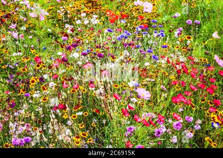 Ein Wildblumenwiesengebiet in einem englischen Landgarten. Stockfoto