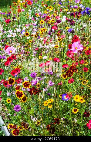 Ein Wildblumenwiesengebiet in einem englischen Landgarten. Stockfoto