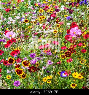 Ein Wildblumenwiesengebiet in einem englischen Landgarten. Stockfoto