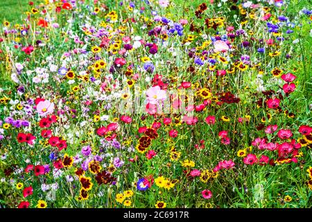 Ein Wildblumenwiesengebiet in einem englischen Landgarten. Stockfoto