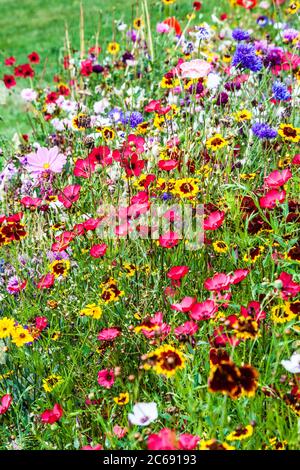 Ein Wildblumenwiesengebiet in einem englischen Landgarten. Stockfoto